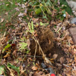 digging up the hosta